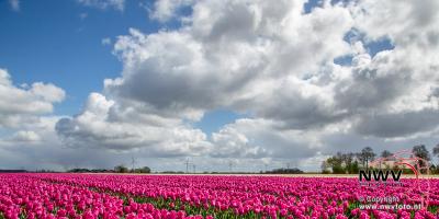 Tulpen in Flevo polder. - © NWVFoto.nl