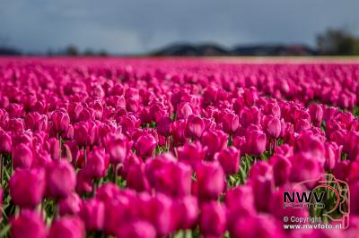 Tulpen in Flevo polder. - © NWVFoto.nl