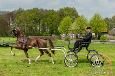 36 ste Tuigpaardenconcours  in Doornspijk. - © NWVFoto.nl