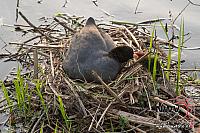 20130515 Nat20 G0001