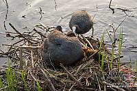 20130515 Nat20 G0002