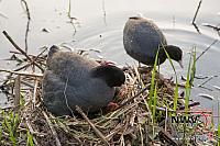 20130515 Nat20 G0007