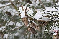 19122010_Nat 50_1605.JPG